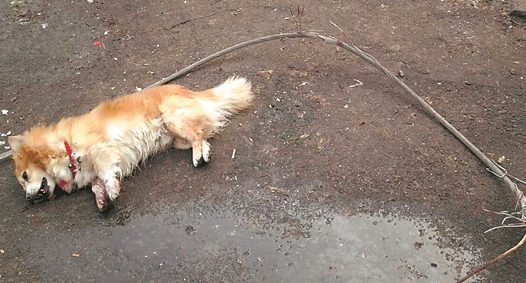 220伏电线脱落蝴蝶犬被电死亡