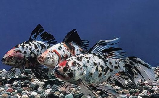 五花长尾草金鱼身份信息