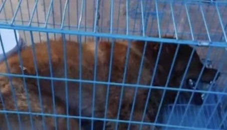 狗狗Siri空运回家,其主人却在陆运大巴收到狗狗尸体。