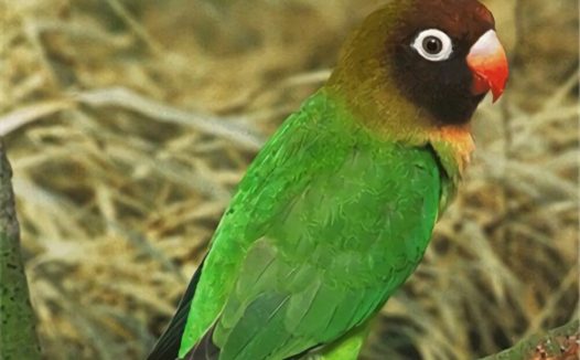 黑脸情侣鹦鹉身份信息