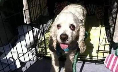 狗狗已是20岁高寿了，却被主人赶外出，原因竟是有点糊涂了…