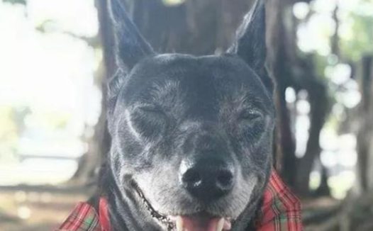 老人病逝，相伴25年老狗追随主人而去：原来是放不下彼此！