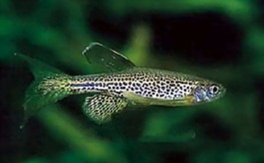 豹纹斑马鱼身份信息