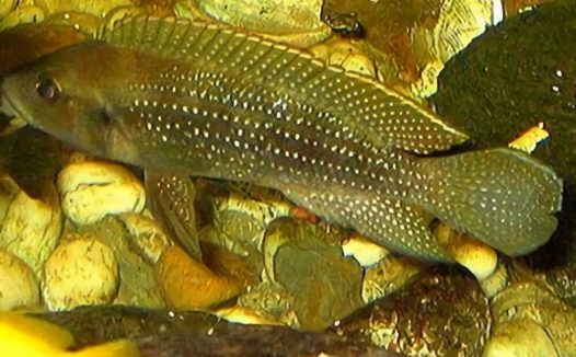 珍珠雀身份信息