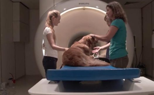 这个追踪4万只狗狗的研究，想让狗和人都活得更长