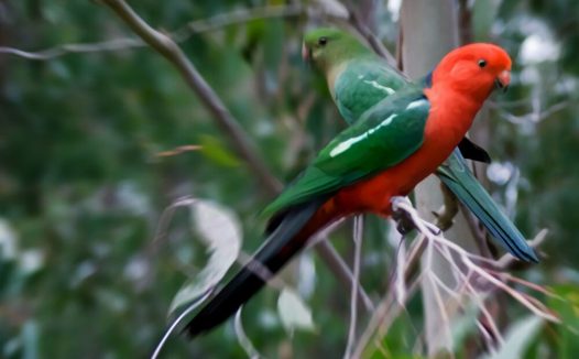澳洲国王鹦鹉身份信息