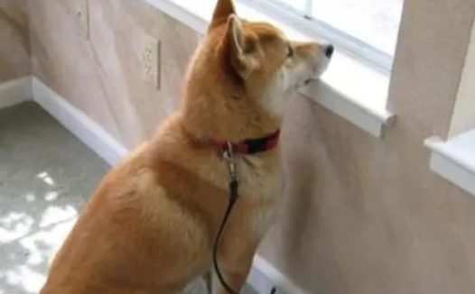 国外公司允许带狗上班，可以在办公室撸狗，狗子却困得直点头