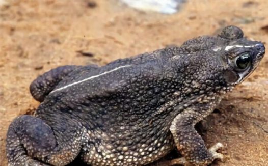 鲨皮蟾蜍身份信息