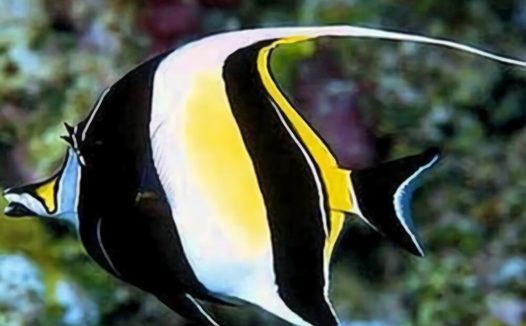 多棘马夫鱼身份信息