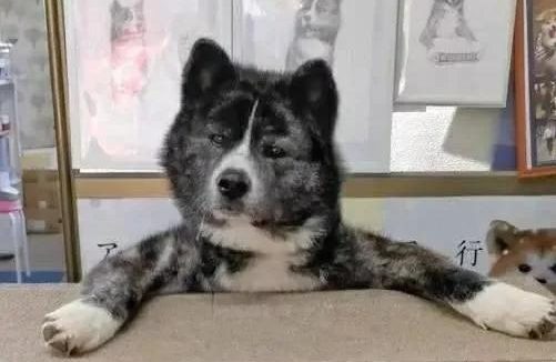 80斤柴犬喜欢熊抱,日本小姐姐险些被压伤