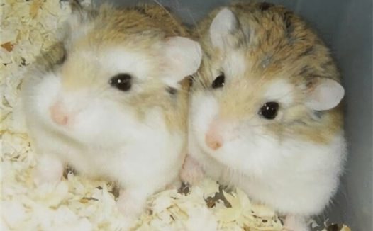 老公公仓鼠身份信息