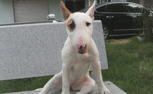 男人骑单车带狗回家,一路上吸睛率极高,仔细观看狗狗的样子笑喷!