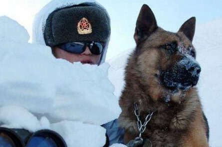 一只小警犬雪地执行任务，冻得直缩脚，网友看了心疼：太勇敢了