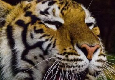 老虎添狗的图片 | 老虎正跪舔着这个狗狗，狗狗心情不好，最后老虎直接被狗狗吓跑！