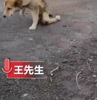 主人给自己的宠物做的房子 | 男子为狗狗做了一个公寓 让所有狗狗都眼馋