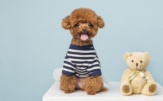 小泰迪走丢后出现意外车祸事故,女生听见狗狗的悲剧信息后,心态一下子无法控制