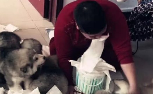 主人亲自给狗狗做示范性,连自身都打,笑坏掉网民