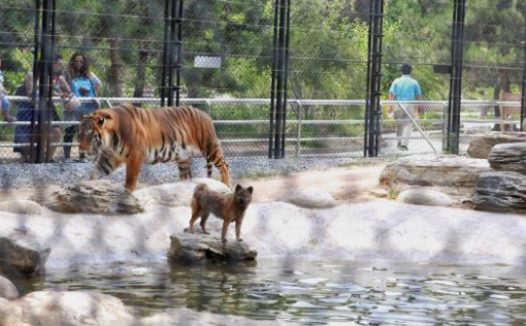 背景最硬的狗狗,与老虎狮子一起长大,还成为它们的老大!