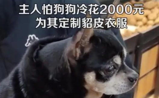 男子花2000元为狗定制貂皮衣,网友:人不如狗