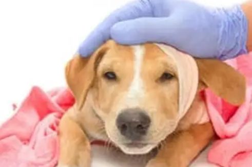 狗狗生殖感染吃的消炎药有哪些