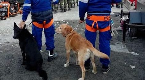 地震搜救犬走失 原来迷恋上母狗忘记回家