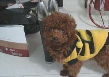 女子买了一只小泰迪,看到的人都说丑,换造型以后都夸可爱