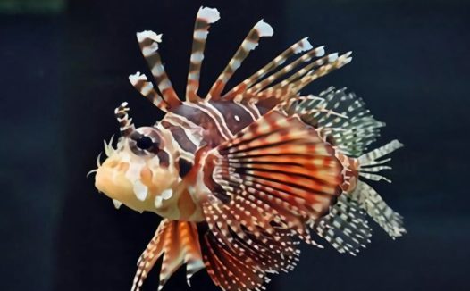 花斑鲉身份信息