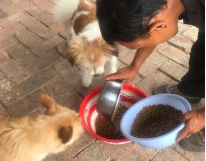 零下，从屠宰场救回来的流浪狗，该何去何从？