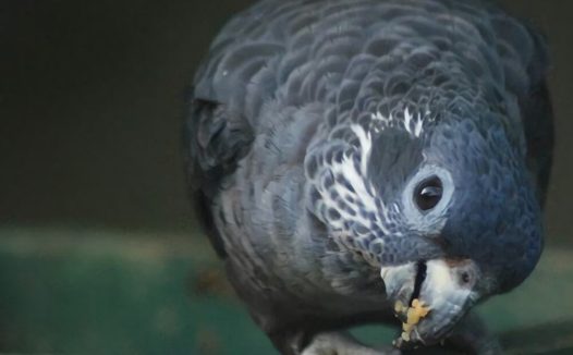 暗色鹦鹉身份信息