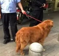 狗狗内固定要多少钱 | 汉中爱狗人：惨痛经历告诉你，慎重选择宠物医院！