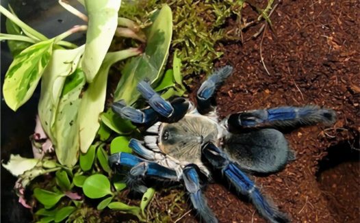 泰国金属蓝身份信息