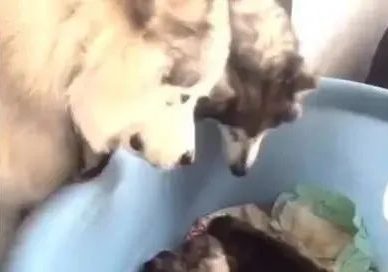 狗爸看过大半天狗崽，沒有有点像它，伸舌头想撞桶！