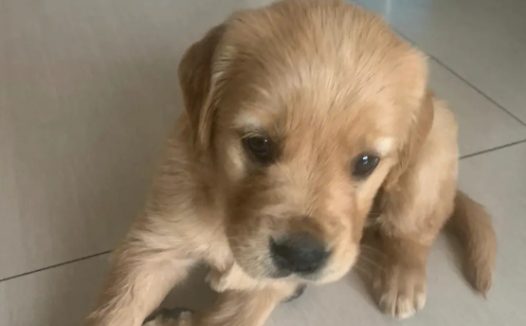 金毛犬当街活缷四腿被虐杀 有人欲出500元救下遭拒