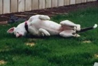 和死神玩捉迷藏的狗狗 多次面临死亡却奇迹生还