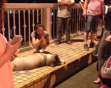 一个窨井的井盖带电 百斤宠物犬过路时遭电击死亡