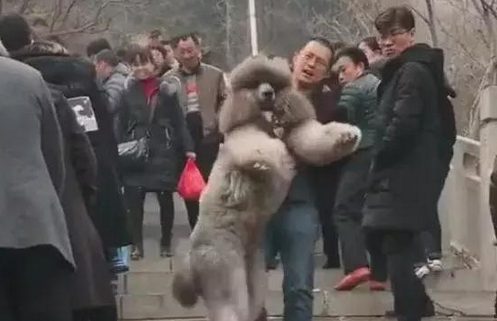 带着百斤重的巨贵爬山，主人啥感觉我不知道，但看得出狗子很开心