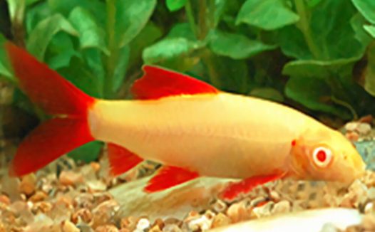 彩虹鲨身份信息