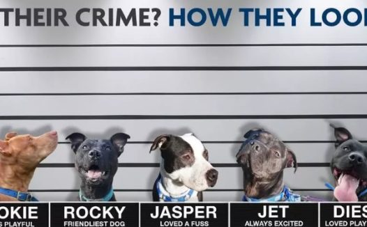 长得凶就是说死罪？四只小狗因相貌被安乐死，小动物研究会号召废止法律法规