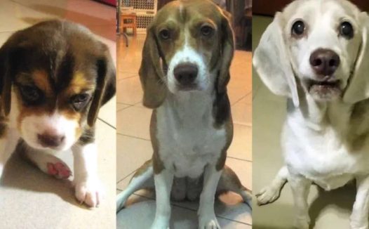 “翻看旧照片发现,狗子居然养着养着变色了?!”