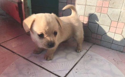 流浪犬冻裂了直往垃圾堆里钻，见到它眼神里的清亮，令人心痛