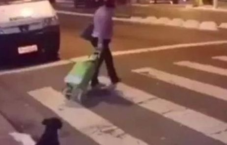 这狗狗超级守法,路人闯红灯了,唯独它还在等绿灯!太敬佩了