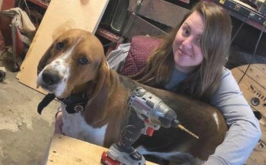 被抛弃的狗碰到人家收留,勤奋想知恩图报,从绑匪手上救出小主人