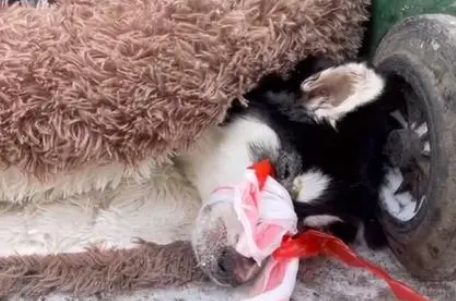 哈士奇不幸患上犬瘟，被主人扔到垃圾桶旁，嘴巴被绑无法呼救！