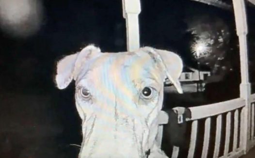 狗狗被烟花吓得离家出走，在主人正心急如焚时，它回来了