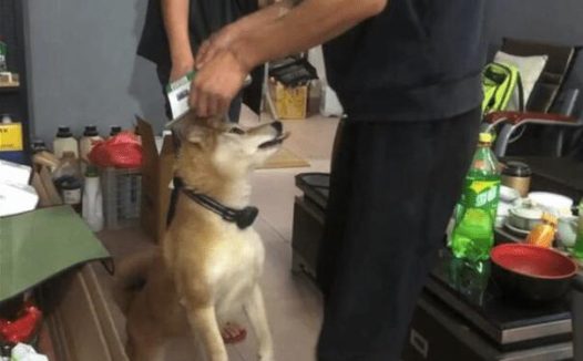 狗狗遇到粘鼠板了，把强力胶拉得老长都取不下来，最终剃变成秃头