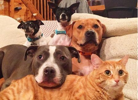 小宝宝刚出生 4只狗狗和一只猫咪抢着要照顾