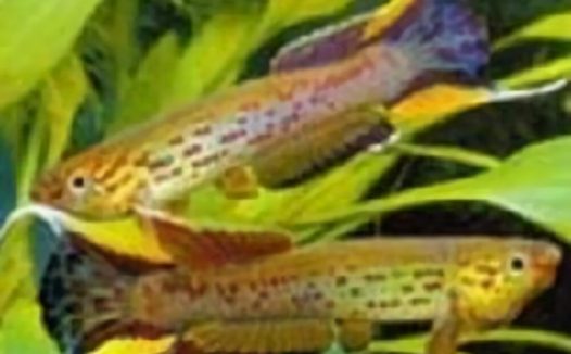 五彩琴尾鱼身份信息