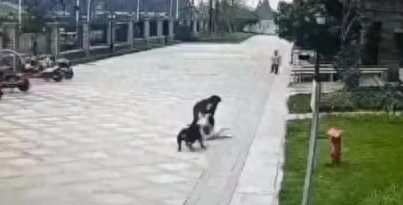 禁养犬名单为何各地不统一?