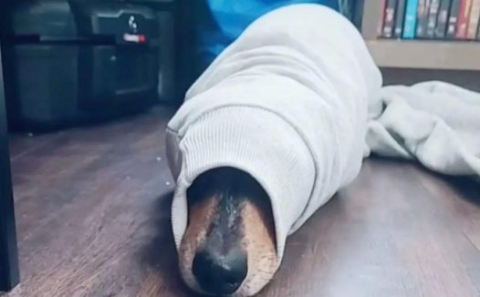 这只狗狗就喜欢钻毛衣袖子装水怪，然后卡在里面还要主人救它出来