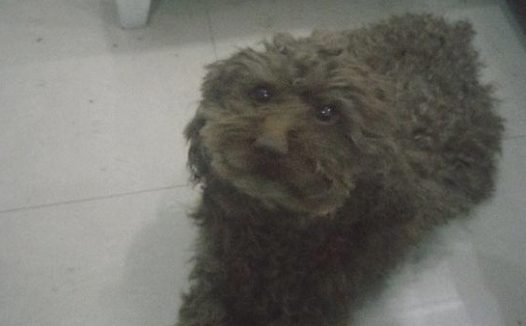 女生买水果时巧遇只流浪狗，小狗得知自身有家后，它兴奋地直往返蹦